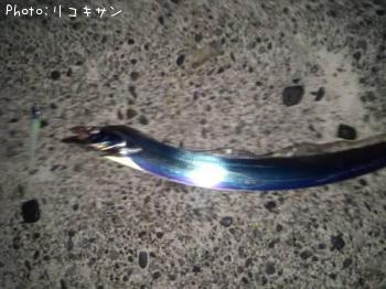 タチウオ