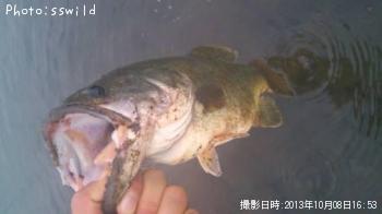 ブラックバス