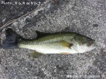 ブラックバス