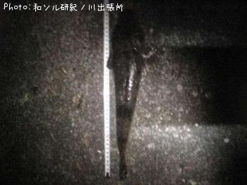 マゴチ