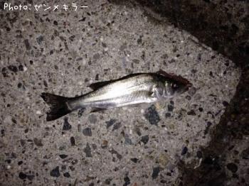 セイゴ