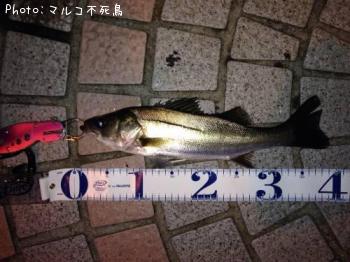 シーバス