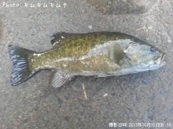 スモールマウスバス
