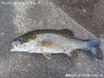 スモールマウスバス