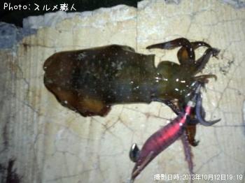 アオリイカ
