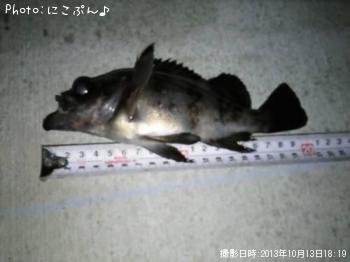 メバル