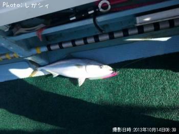 ワラサ