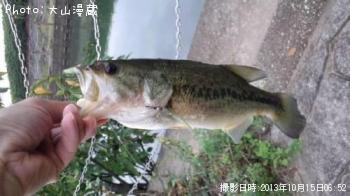 ブラックバス