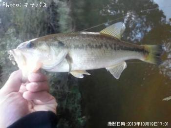 ブラックバス