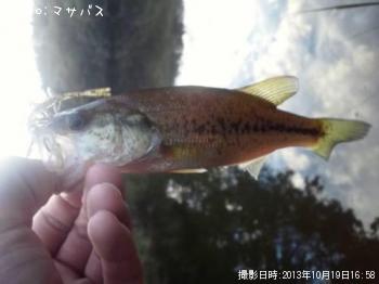 ブラックバス