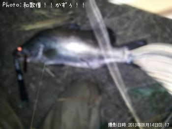 アカメ
