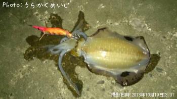 アオリイカ