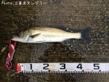 シーバス