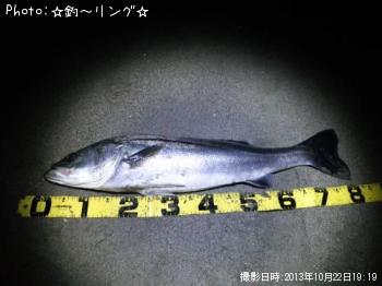 シーバス