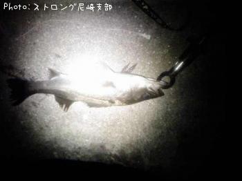 シーバス