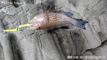 キジハタ
