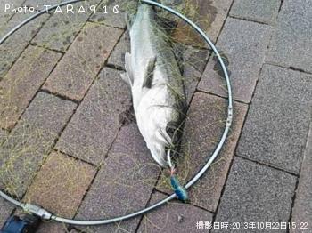 シーバス