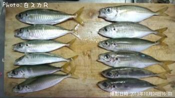 アジ