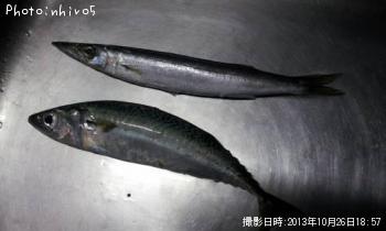 さば、かます