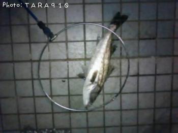 Х