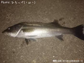 シーバス