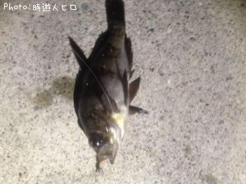 メバル