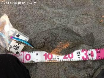ヒラメ