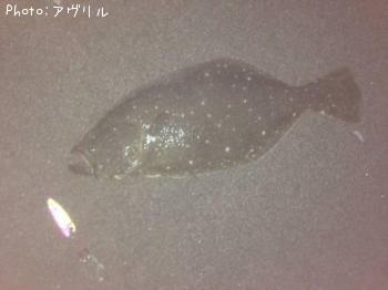 ヒラメ