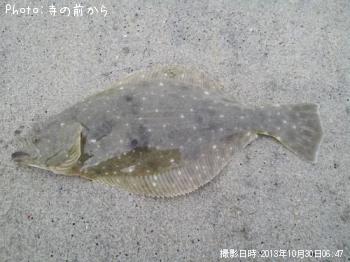 ヒラメ