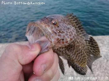 オオモンハタ