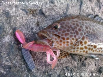 オオモンハタ