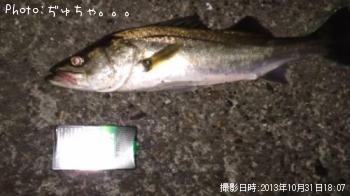 シーバス