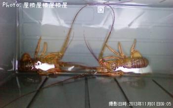 ザリガニ（笑）
