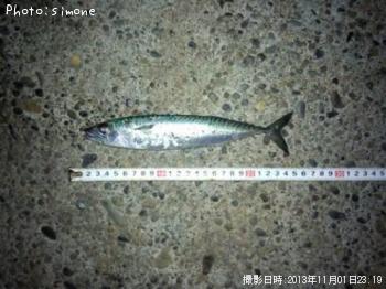 サバ