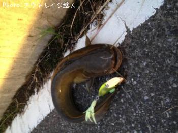 ʥޥ