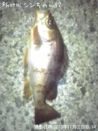 メバル