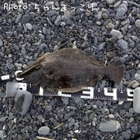 ヒラメ