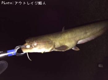 ナマズ　鯰