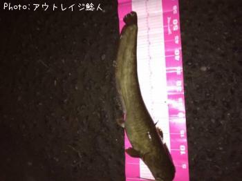 ナマズ　鯰