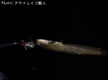 ナマズ　鯰