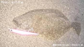 ヒラメ