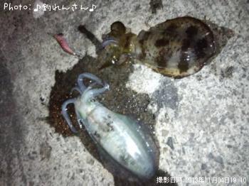 屨±
