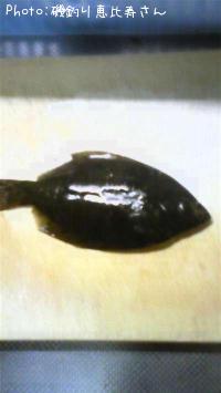 マコカレイ
