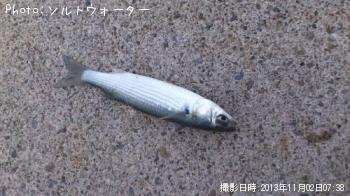 ボラ