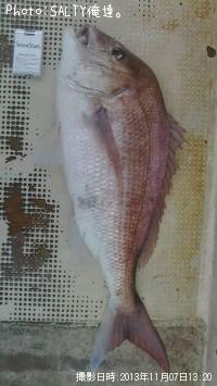 真鯛