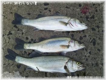 セイゴ