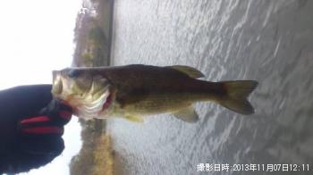 ブラックバス
