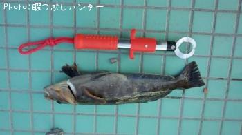 アイナメ