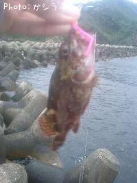 ガシラ