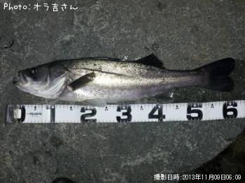 シーバス